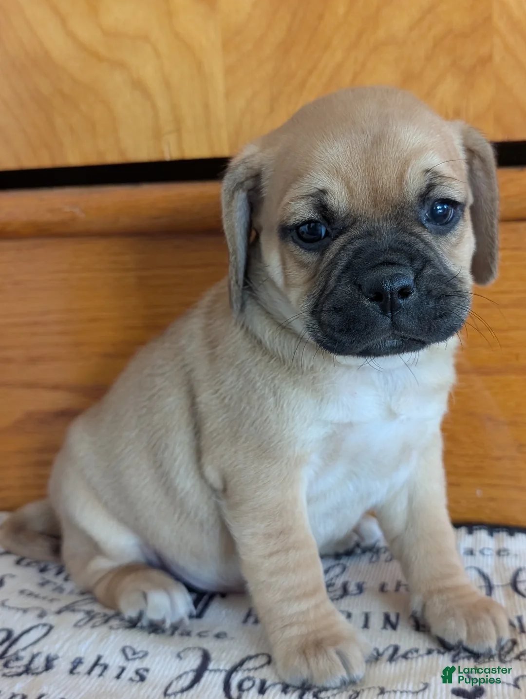 Puggle dogs for sale: Kevin  - Ad 1