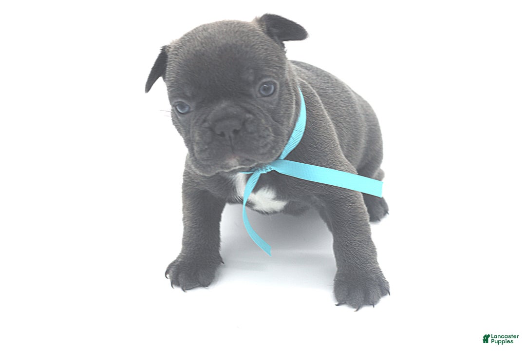 French Bulldog dogs for sale: French Bulldog Puppy 7 - Ad 6
