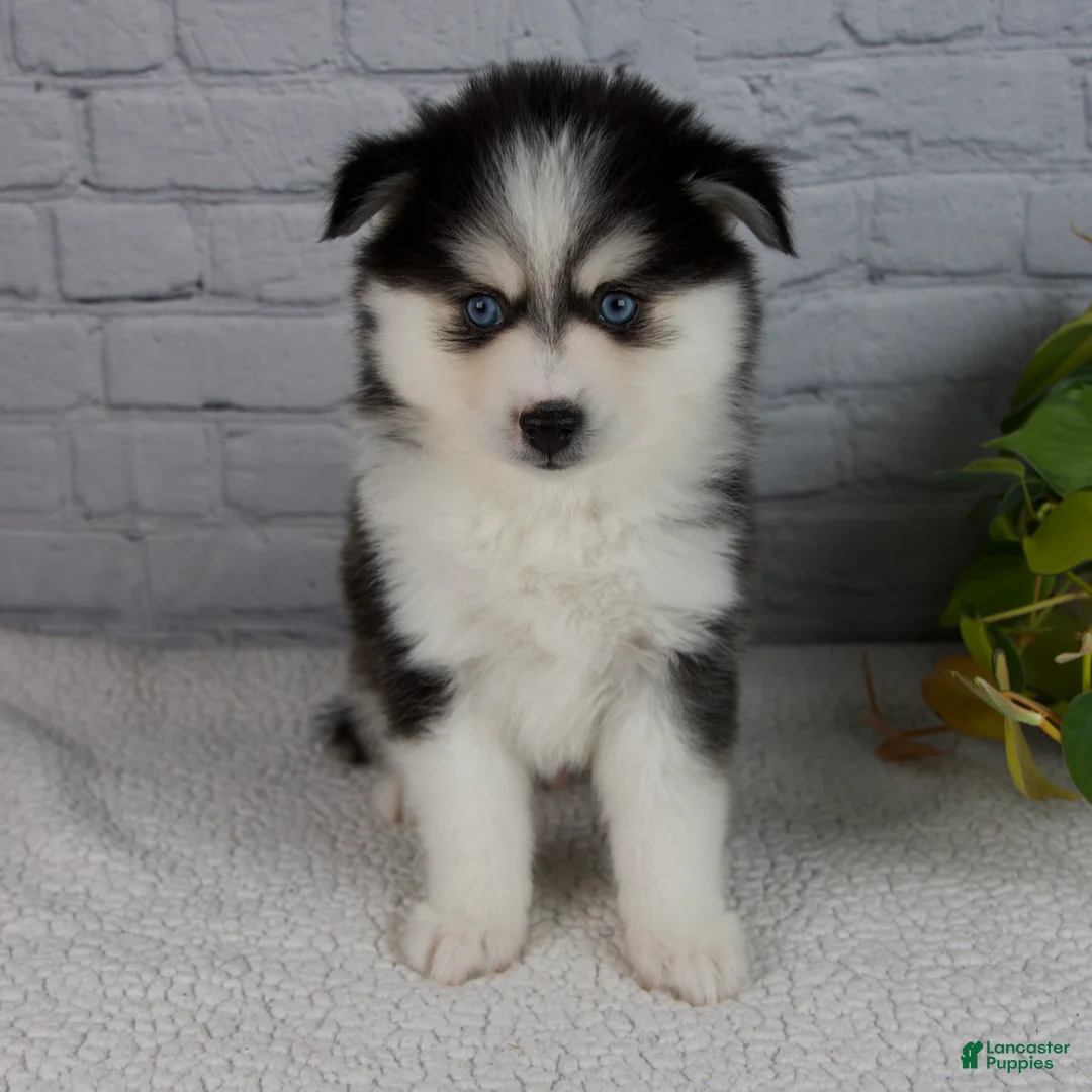 Pomsky dogs for sale: Nickson - Ad 2