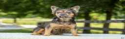 French Bulldog dogs for sale: Lisa - Ad 12