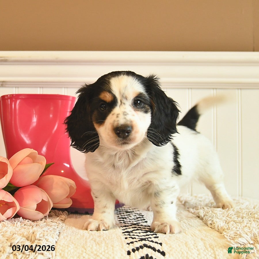 Miniature Dachshund dogs Teddy  - Ad 2