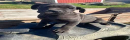 Cane Corso dogs for sale: Coco - Ad 6