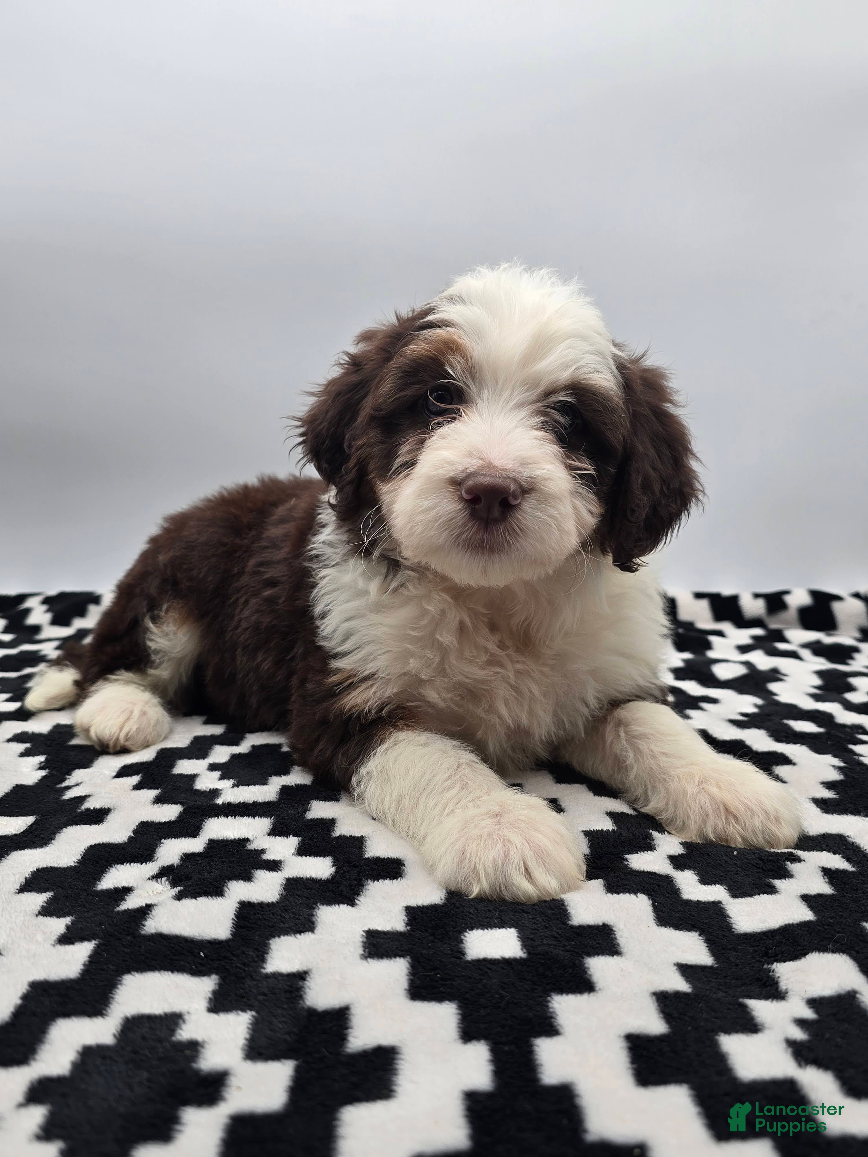 Aussiedoodle dogs Macey - Ad 2