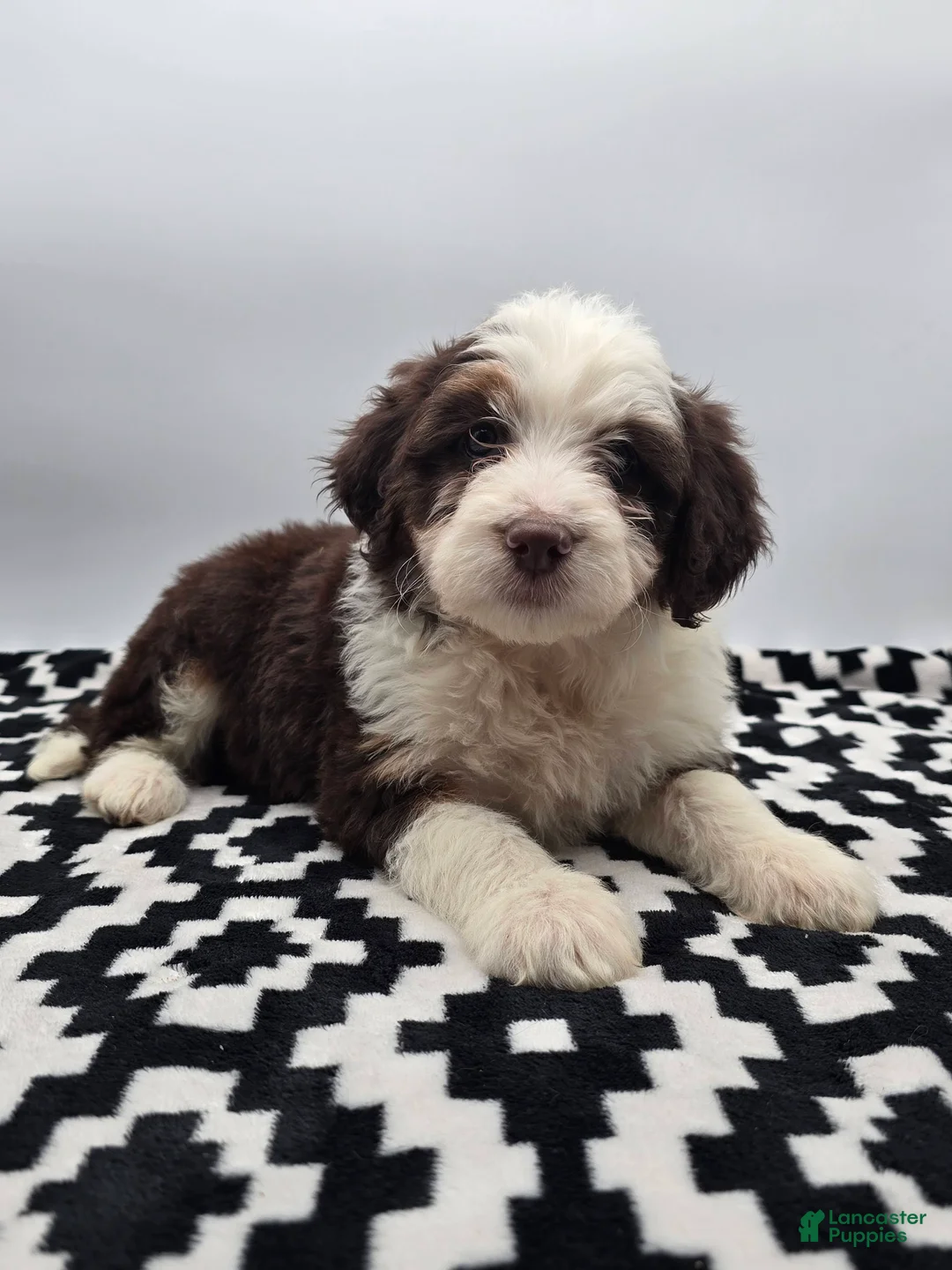 Aussiedoodle dogs for sale: Macey - Ad 2