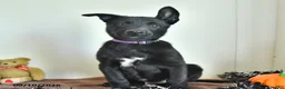 Belgian Malinois dogs for sale: Mooney - Ad 3