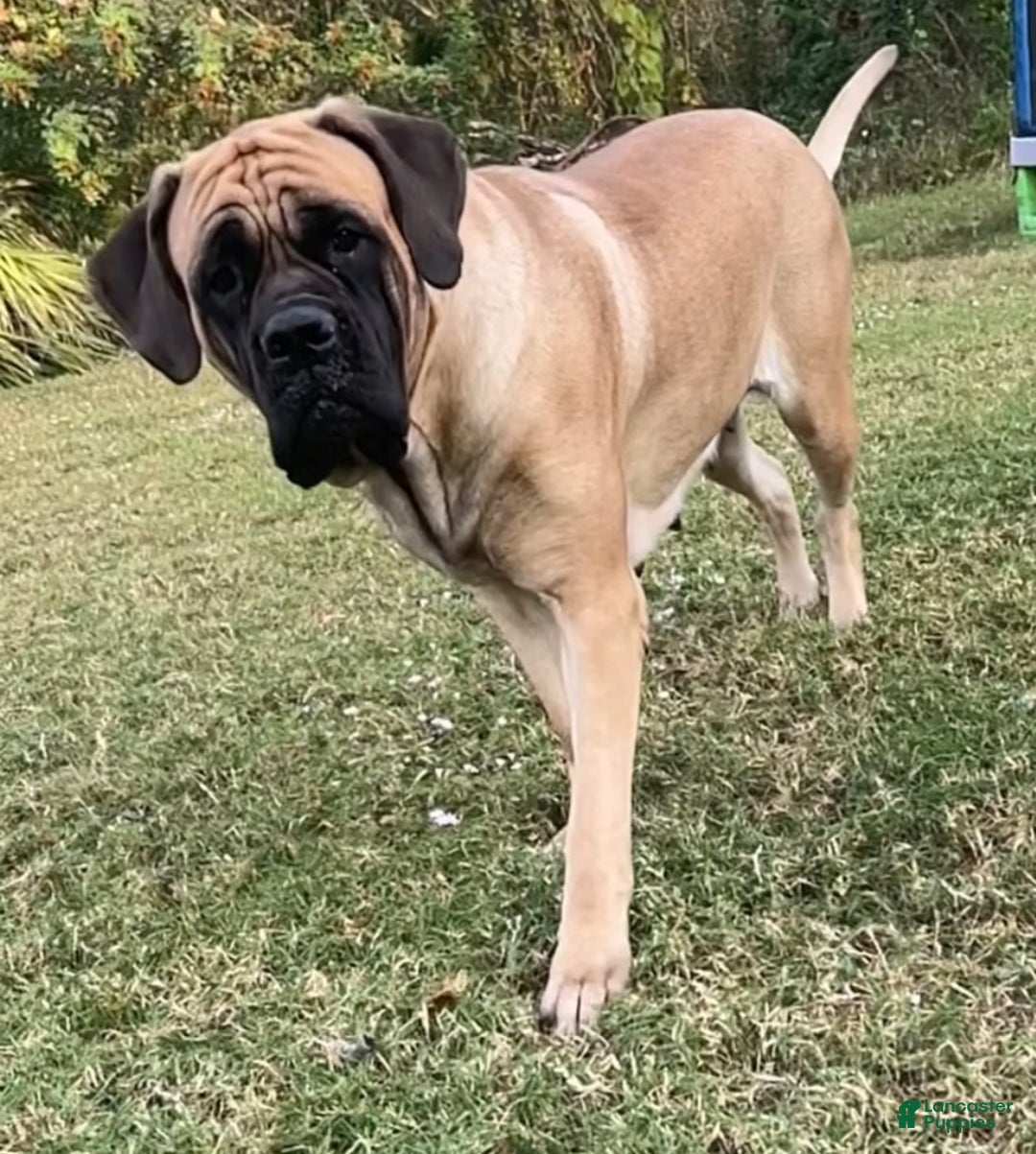 Gallery Image {{count}}