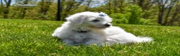Maltese dogs for sale:  Justin  - Ad 6
