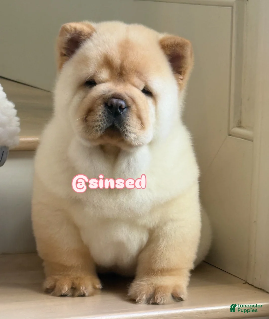 Chow Chow dogs for sale: St Nick  - Ad 8