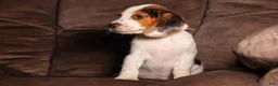 Beagle dogs for sale:  Dallas 🐾 - Ad 7