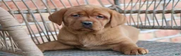 Labrador Retriever dogs for sale: Labrador Retriever Puppy 4 - Ad 1