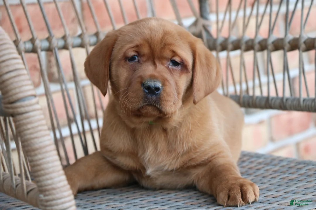 Labrador Retriever dogs for sale: Labrador Retriever Puppy 4 - Ad 1