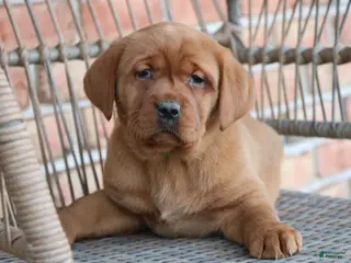 Labrador Retriever dogs Labrador Retriever Puppy 4 - Ad 17