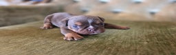 English Bulldog dogs for sale: Boone - Ad 3