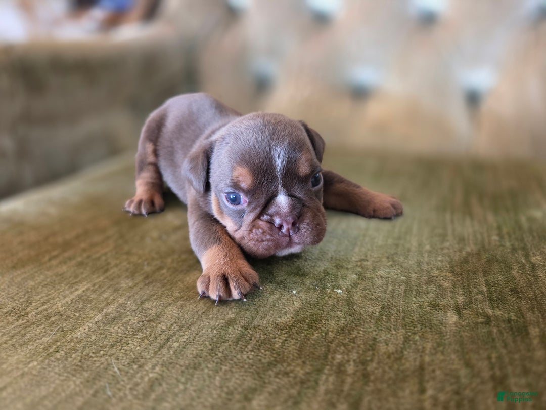 English Bulldog dogs for sale: Boone - Ad 3
