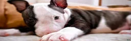 Bull Terrier dogs for sale: BOY 10 - Ad 5
