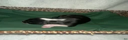 Border Collie dogs for sale: Thunder - Ad 6