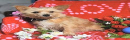 Mixed Breed dogs for sale: Peanut  - Ad 6