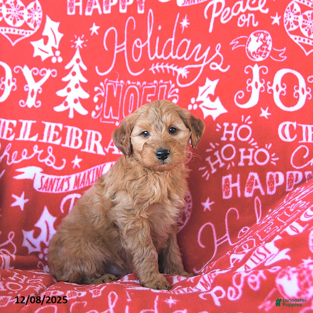 Mini Goldendoodle dogs for sale: Tinsel - Ad 5