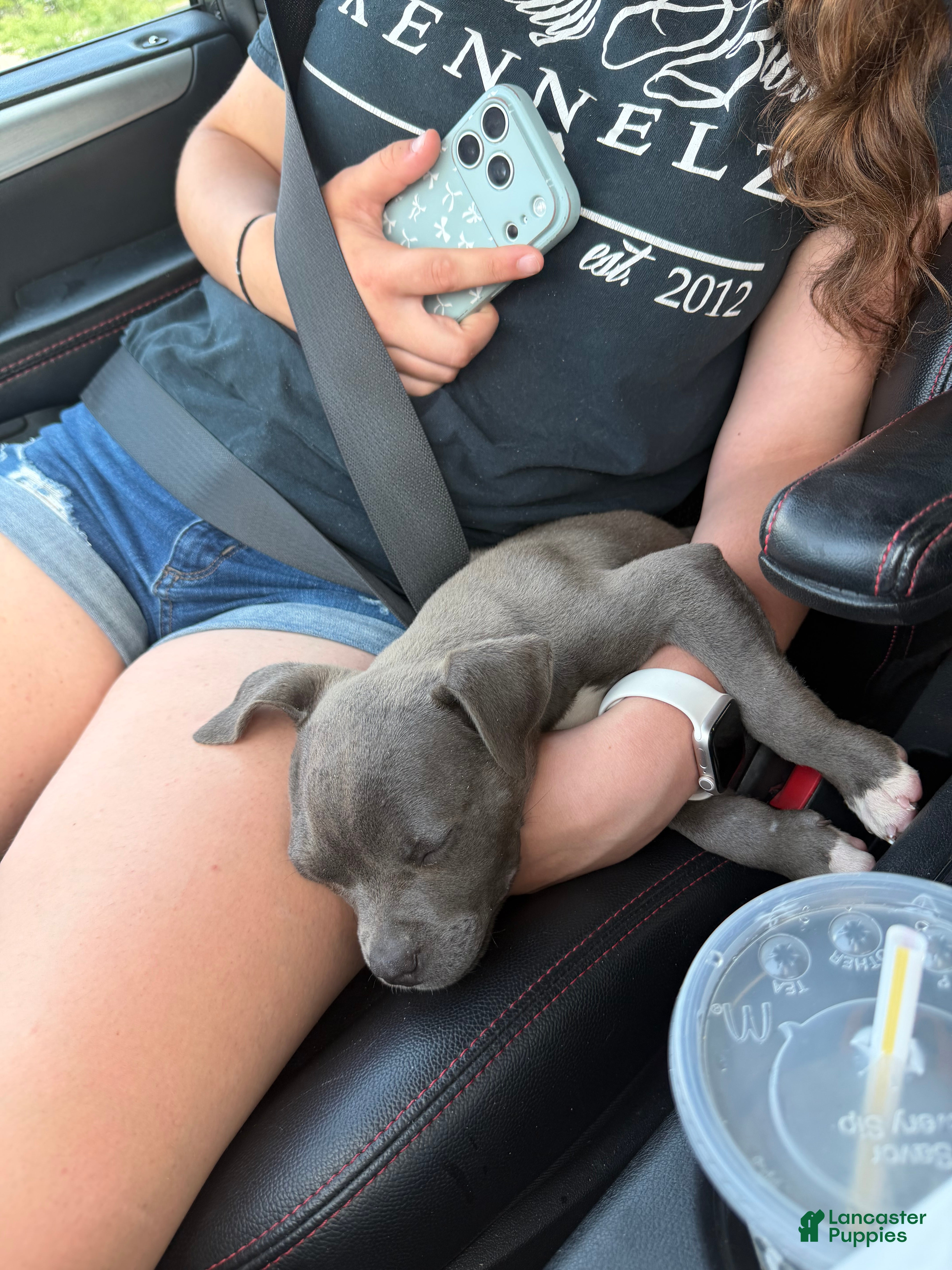American Bully dogs American Bully female - Eyedot  - Ad 2