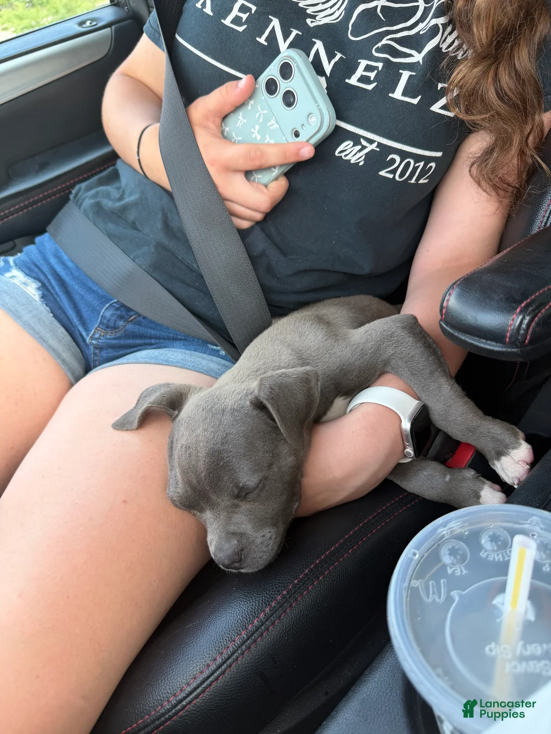 American Bully dogs for sale: American Bully female - Eyedot  - Ad 2