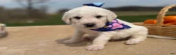 Labradoodle dogs for sale: Cedar (Boy) - Ad 4