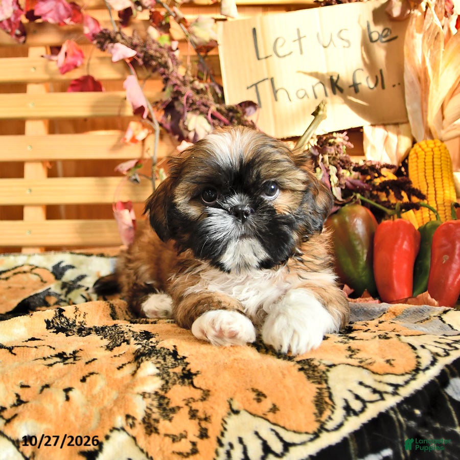 Shih Tzu dogs for sale: Ginger - Ad 1