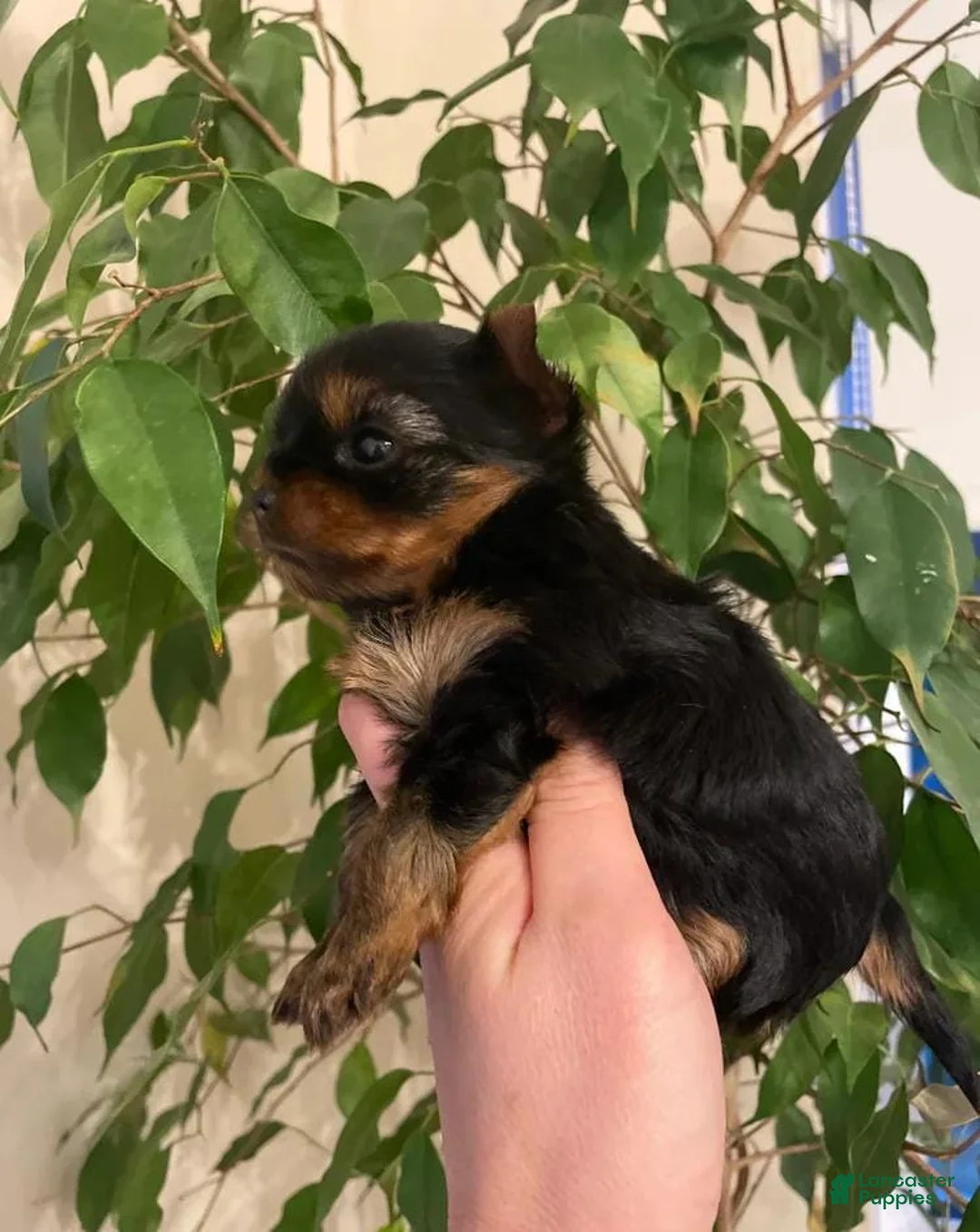 Yorkshire Terrier dogs for sale: Kevin - Ad 4