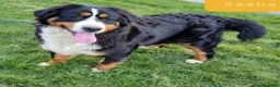 Mini Bernedoodle dogs for sale: Mini Wade - Ad 15