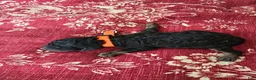 Standard Poodle dogs for sale: Orange Collar PHANTOM girl - Ad 3