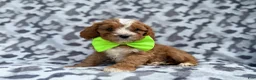 Cavapoo dogs for sale: Jeb - Ad 8