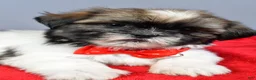 Shih Tzu dogs for sale: Lee - Ad 3