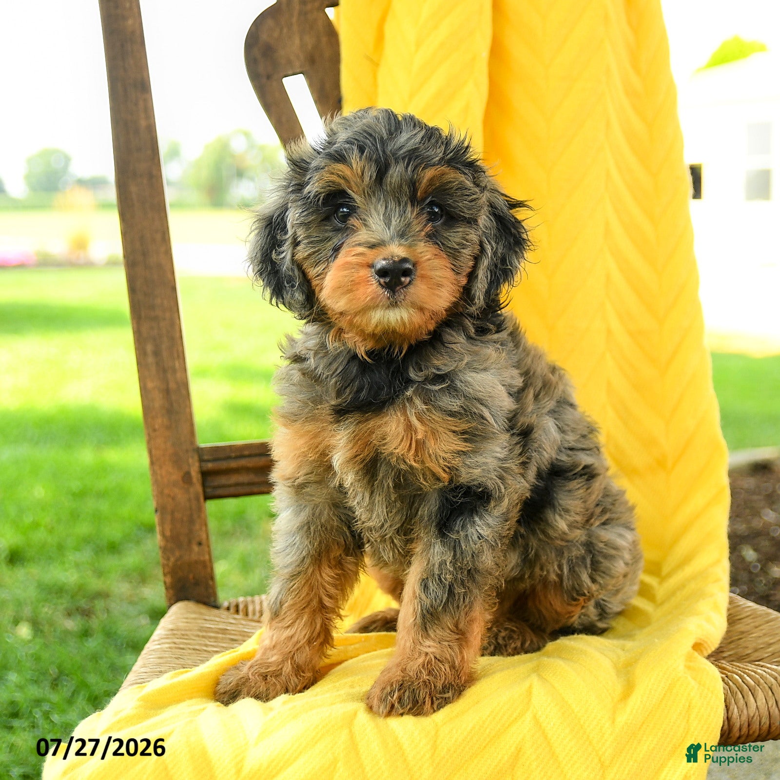 Mini Bernedoodle dogs Charlotte - Ad 1