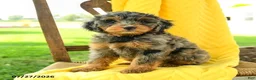Mini Bernedoodle dogs for sale: Charlotte - Ad 1
