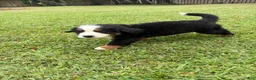 Bernese Mountain Dog dogs for sale: Bernese Mountain Dog 1 - Ad 7