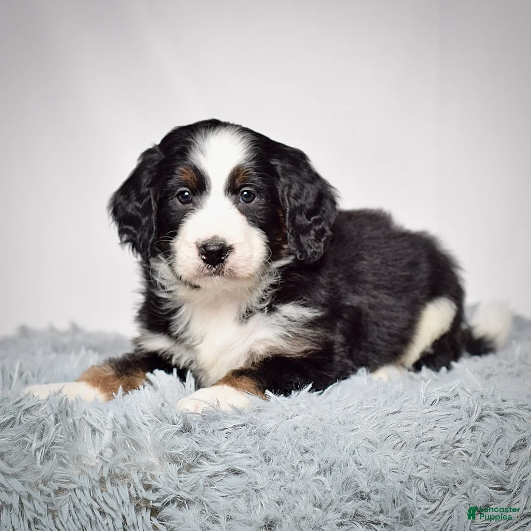 Bernedoodle dogs for sale: Ms. Vanessa - Ad 4