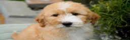 Goldendoodle dogs for sale: Rora Female - Ad 4