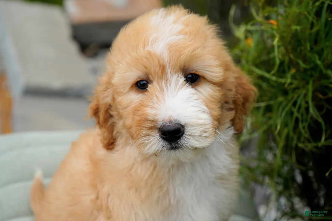 Goldendoodle dogs for sale: Rora Female - Ad 4