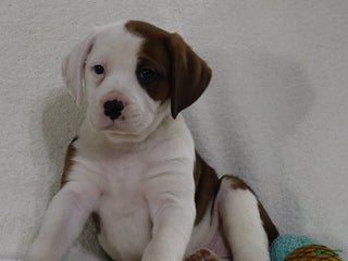 Mixed Breed dogs Leo - Ad 38