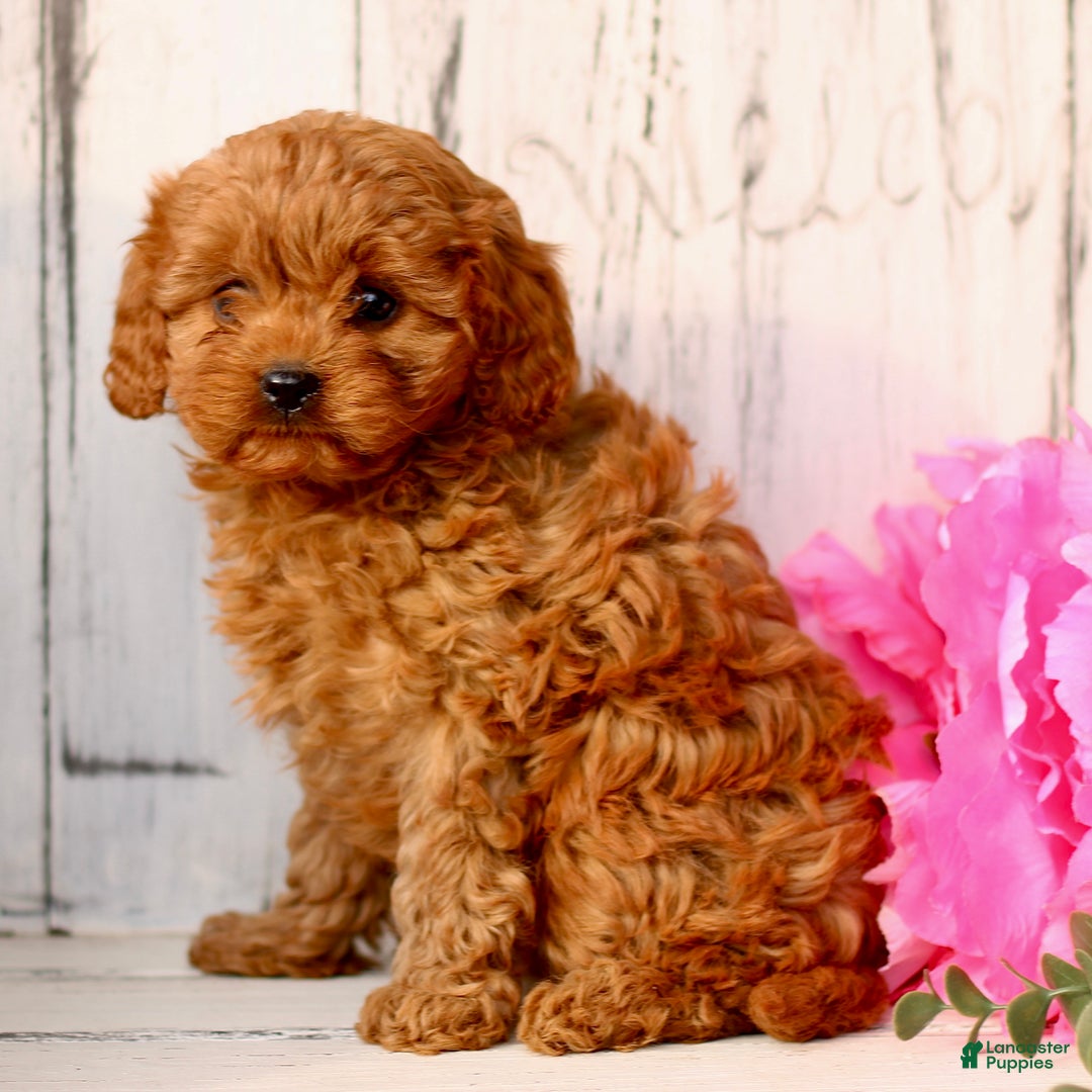 Cavapoo dogs for sale: Duke  - Ad 4