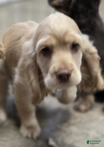 Cocker Spaniel dogs Buddy - Ad 1