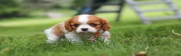 Cavalier King Charles Spaniel dogs for sale: Banks - Ad 6