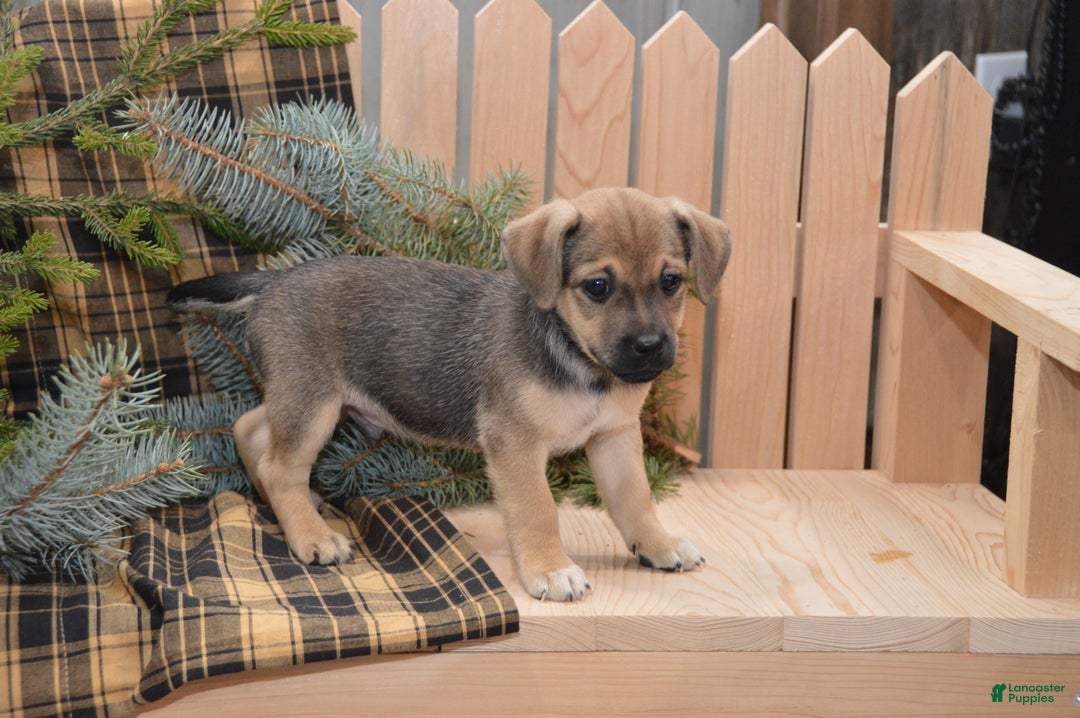 Jug dogs for sale: August - Ad 3