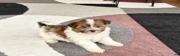 Havanese dogs for sale: Male 1 - Ad 6