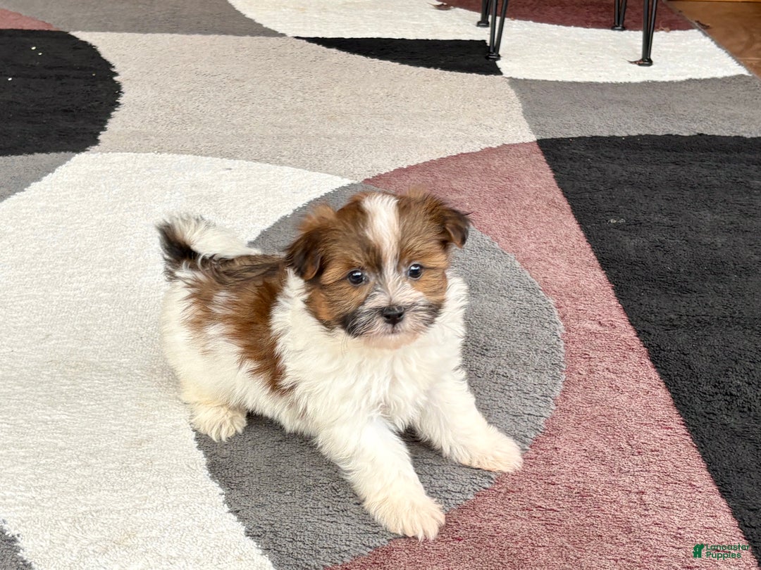 Havanese dogs for sale: Male 1 - Ad 6