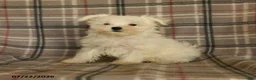 Maltese dogs for sale: Rover  - Ad 6