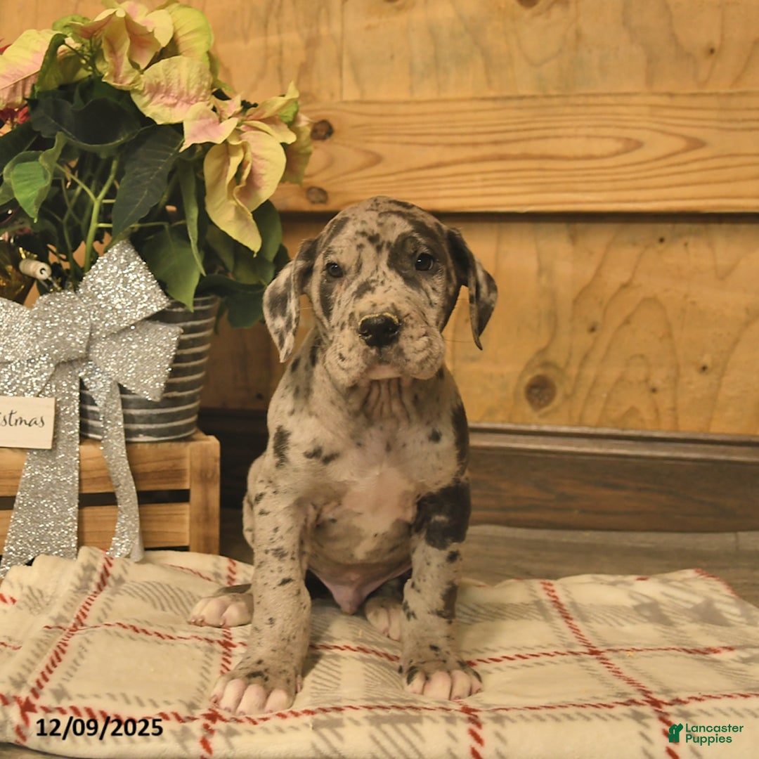 Great Dane dogs for sale: Alpha  - Ad 2