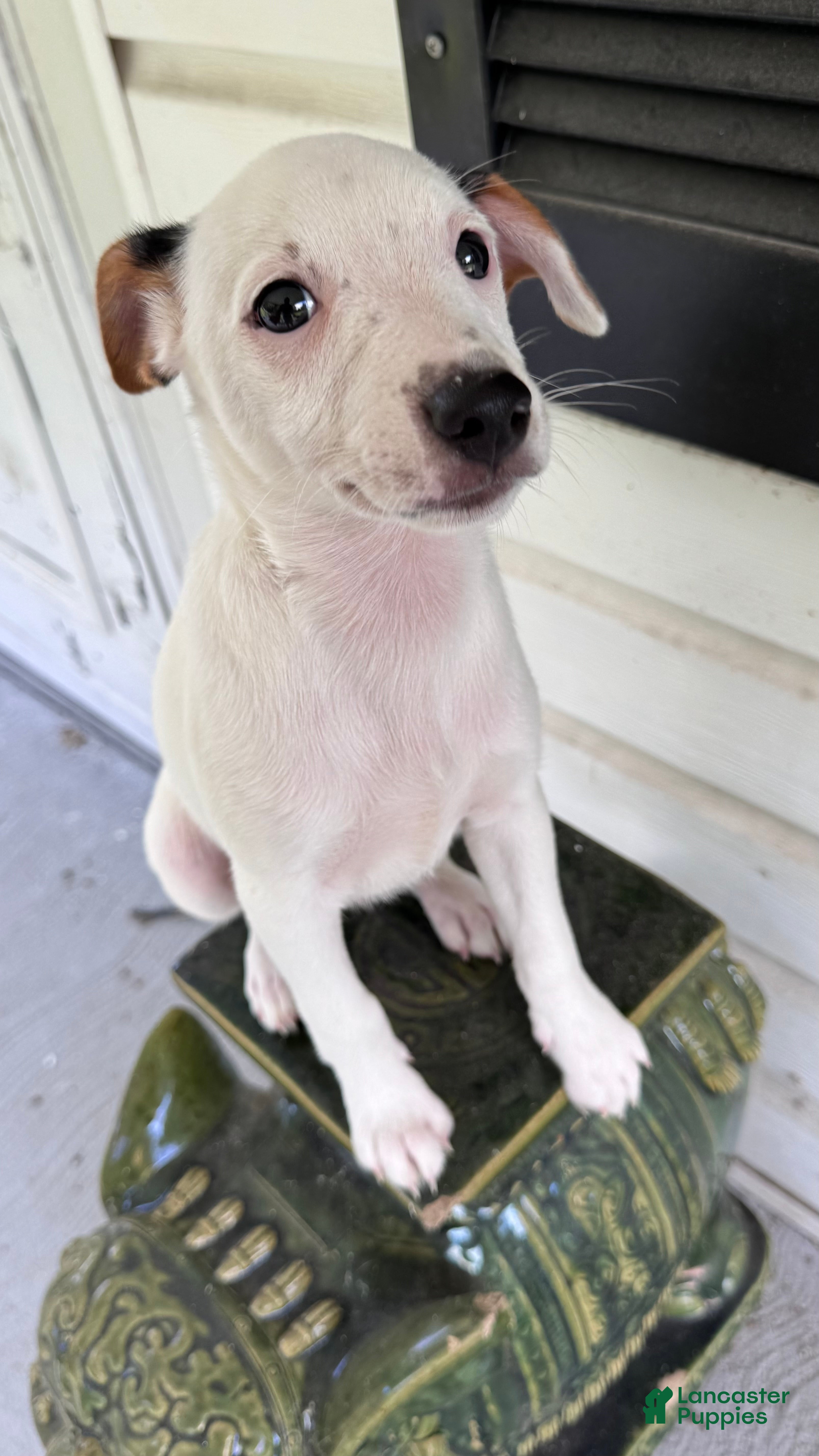 Jack Russell Terrier dogs Snoopy - Ad 38
