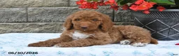 Goldendoodle dogs for sale: Kelly - Ad 4