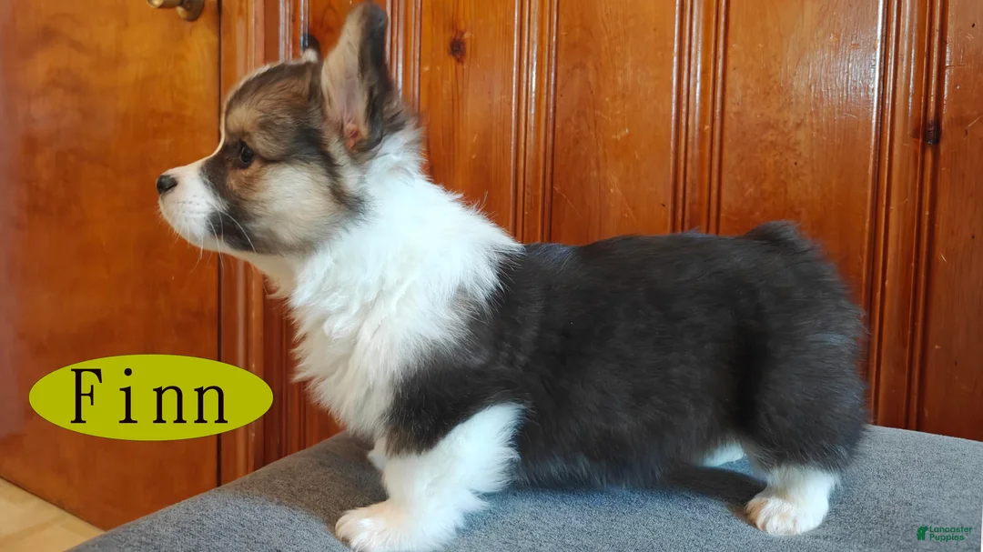 Welsh Corgi Pembroke dogs for sale: Finn - Ad 6
