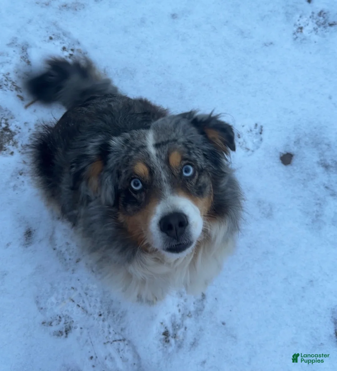 Mixed Breed dogs for sale: Patches  - Ad 2